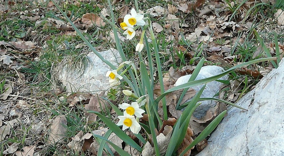 Narcissus tazetta